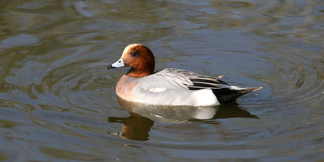 Canard siffleur (Mareca penelope) mâle © Nicolas Macaire / LPO